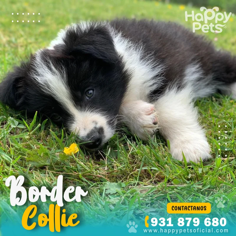 border collie peru