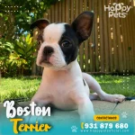 boston-terrier-en-lima
