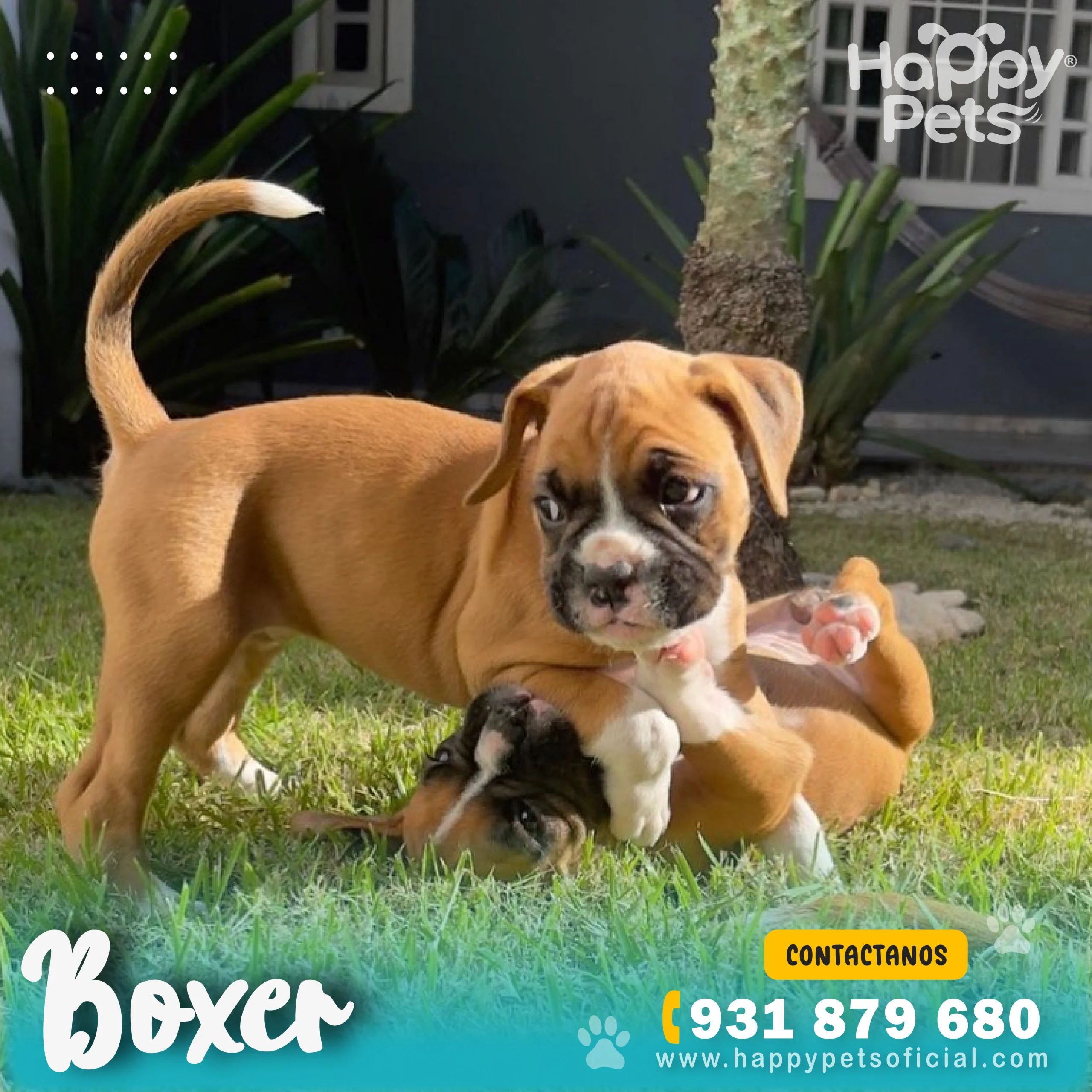 boxer en lima Boxer-en-lima