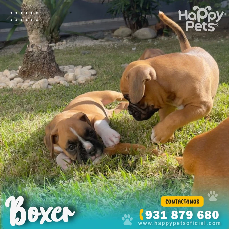 HP BOXER 4