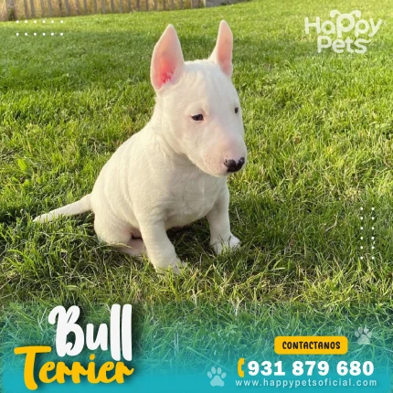 BULL TERRIER
