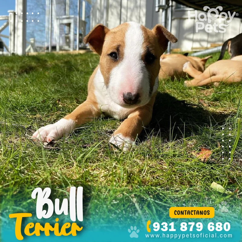 HP BULL TERRIER 3