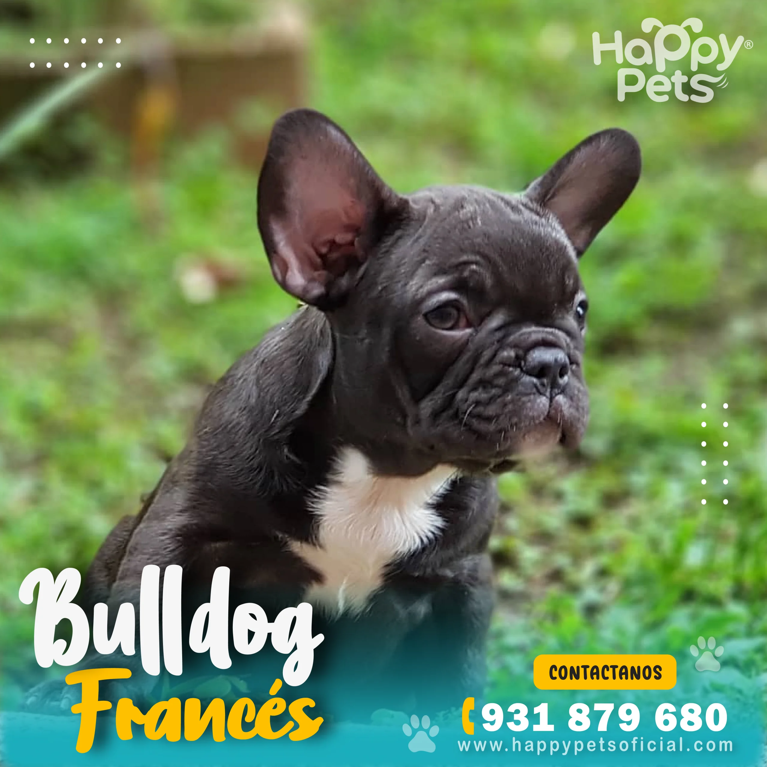 Bulldog francés en lima Bulldog-frances-en-lima