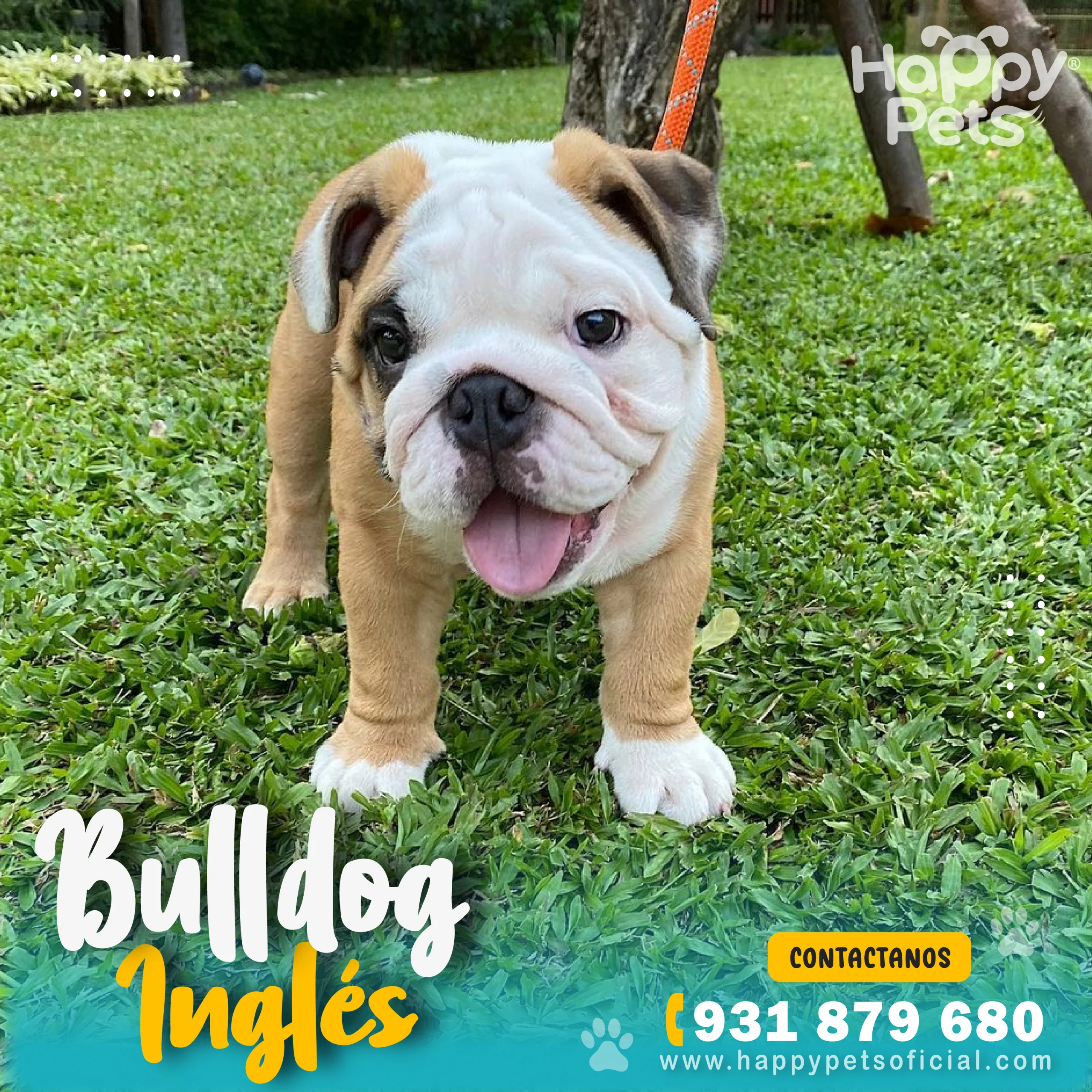HP BULLDOG I (1) HP BULLDOG I 1 scaled