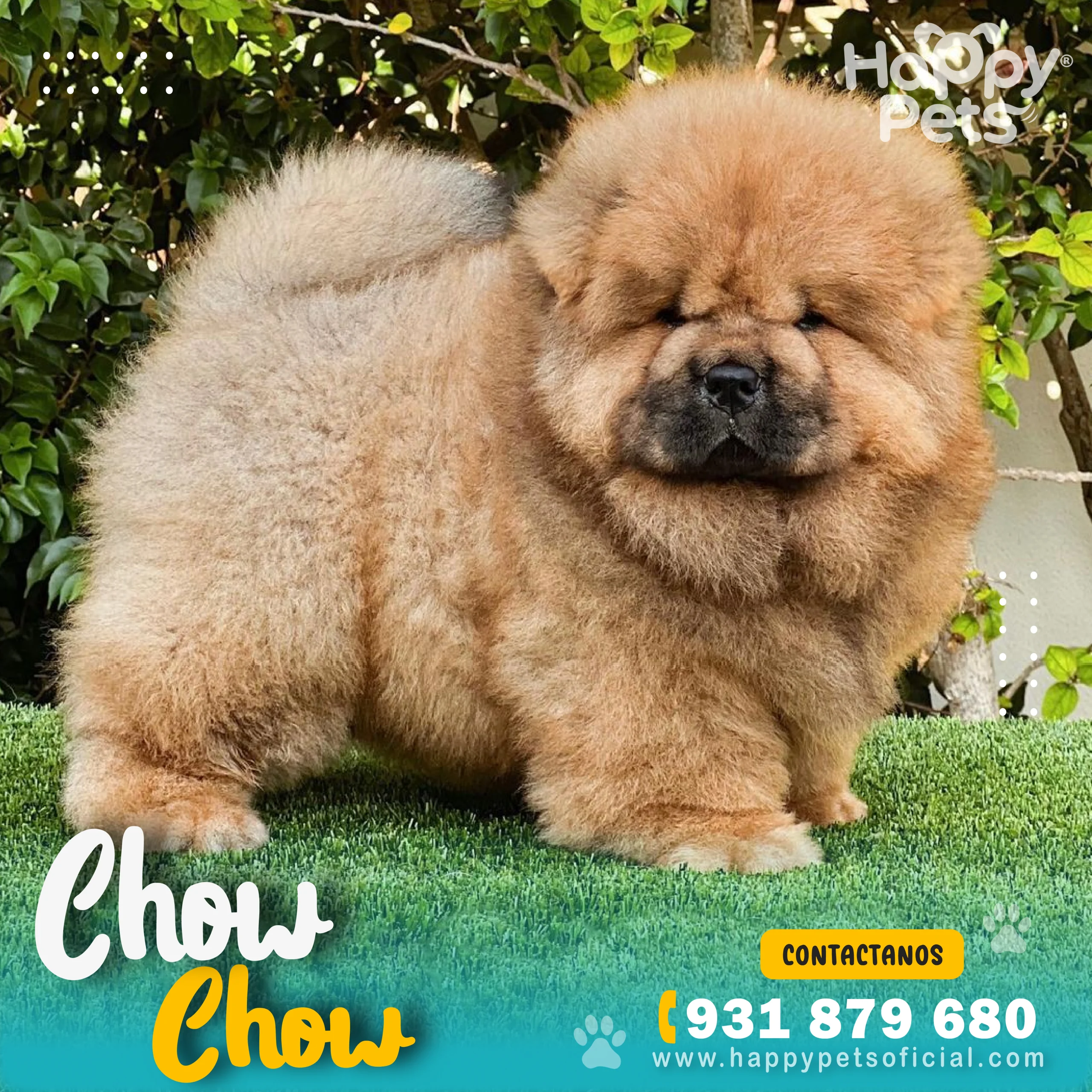 CHOW CHOW EN LIMA CHOW-CHOW-EN-LIMA