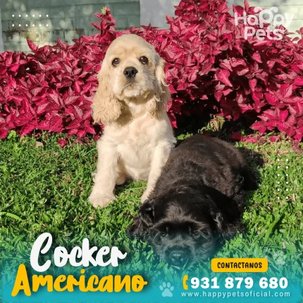 COCKER AMERICANO