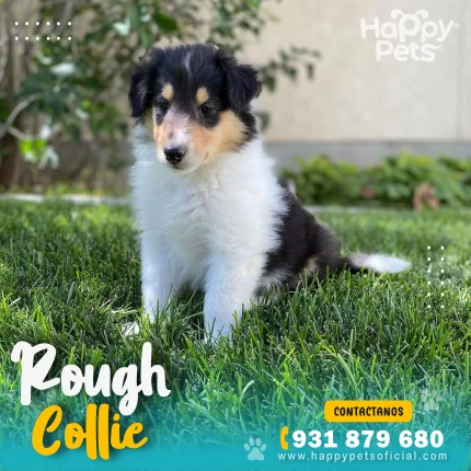 ROUGH COLLIE