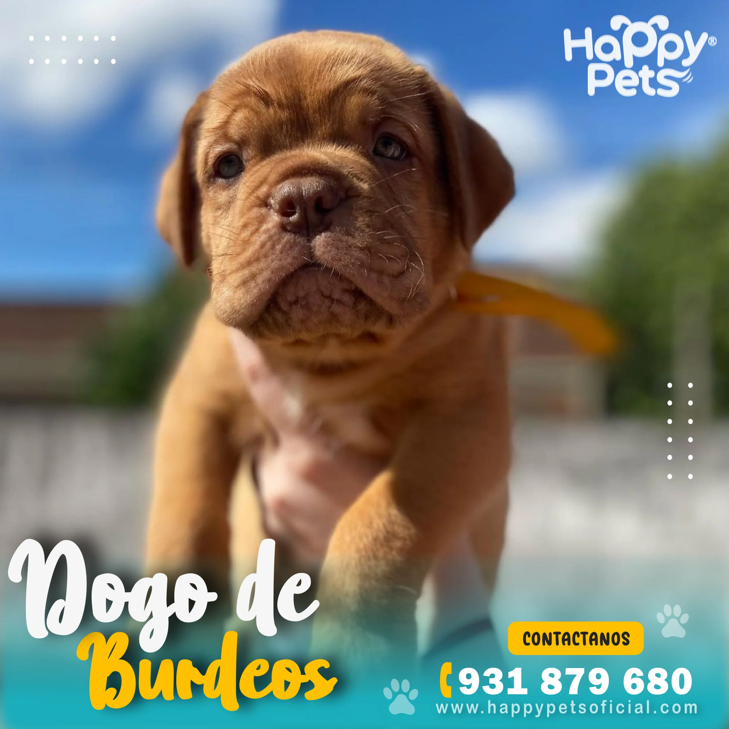 HP DOGO DE BURDEOS (1) HP DOGO DE BURDEOS 1 scaled