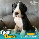 gran-danes-en-lima