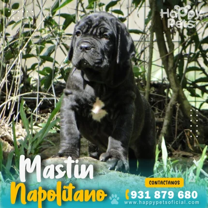 Mastín Italiano raza grande ideal como perro guardián familiar