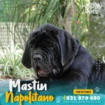 Mastín Italiano de gran tamaño con carácter protector y leal
