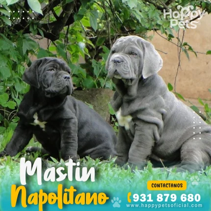 Cachorro Mastín Italiano en su nuevo hogar con familia feliz en Lima