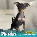 PINSCHER-EN-LIMA