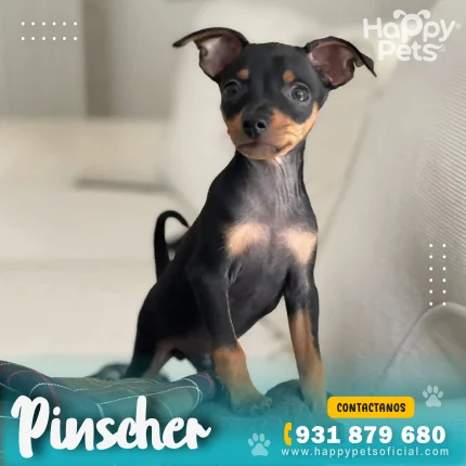 PINSCHER-EN-LIMA