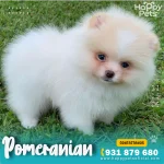 pomeranian-en-lima