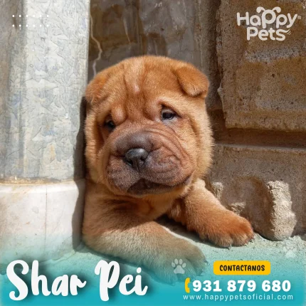 SHAR PEI