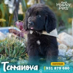 terranova-precio