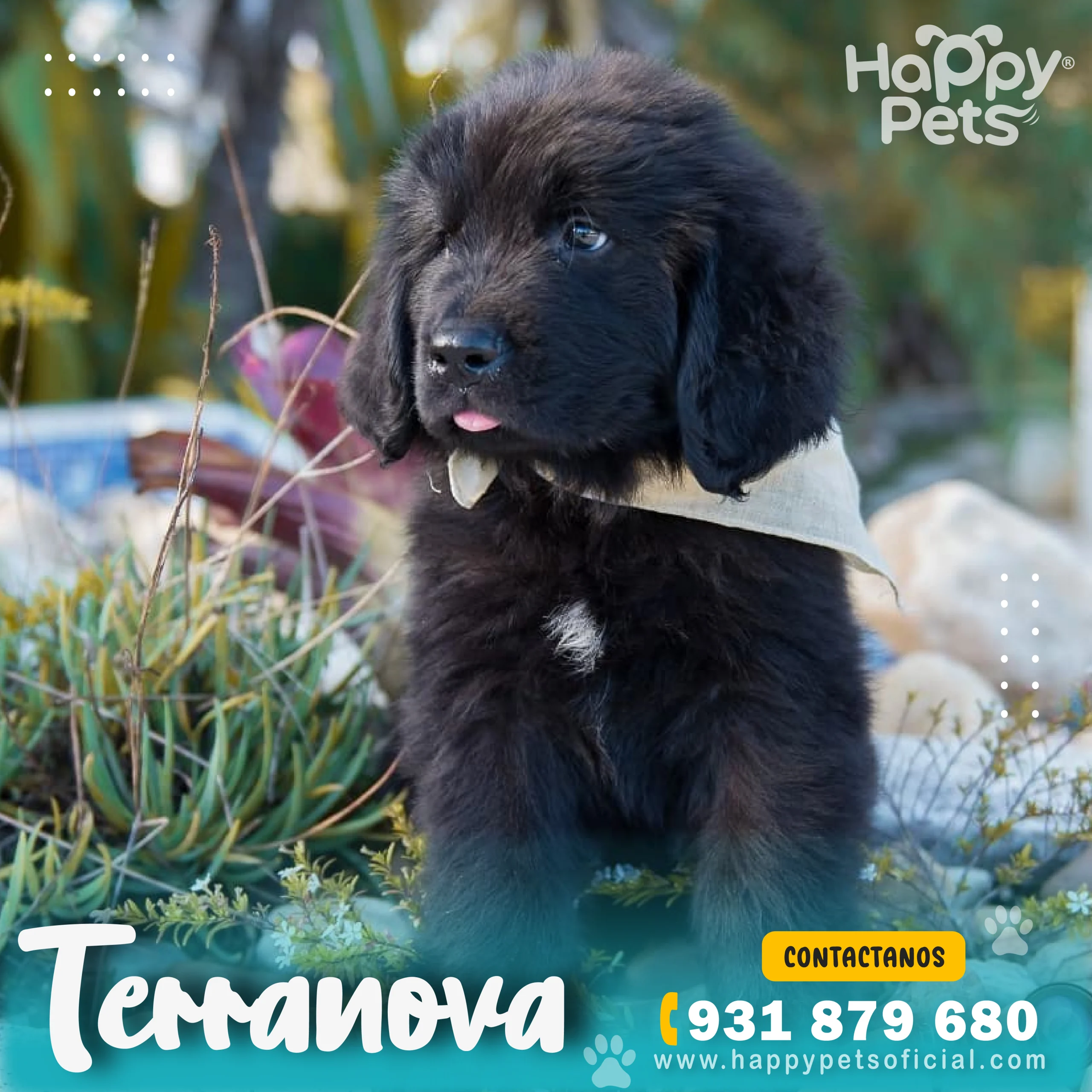 Terranova-precio terranova-precio