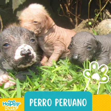 PERRO PERUANO
